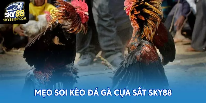 Mẹo soi kèo đá gà cựa sắt Sky88 để không thua oan