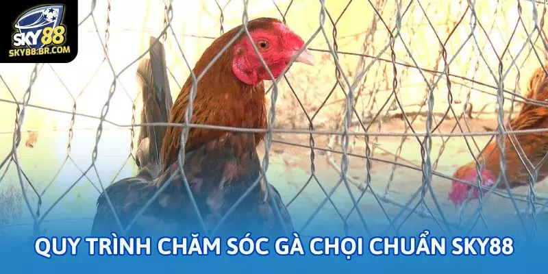 Quy trình chăm sóc gà chọi chuẩn Sky88