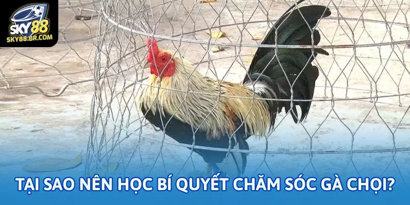 Tại sao nên học bí quyết chăm sóc gà chọi?